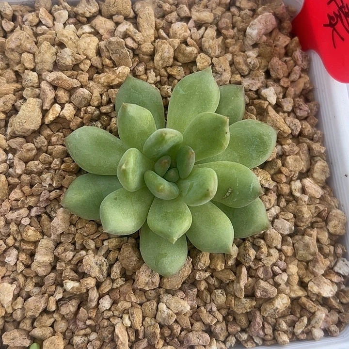 柠檬单头11111111