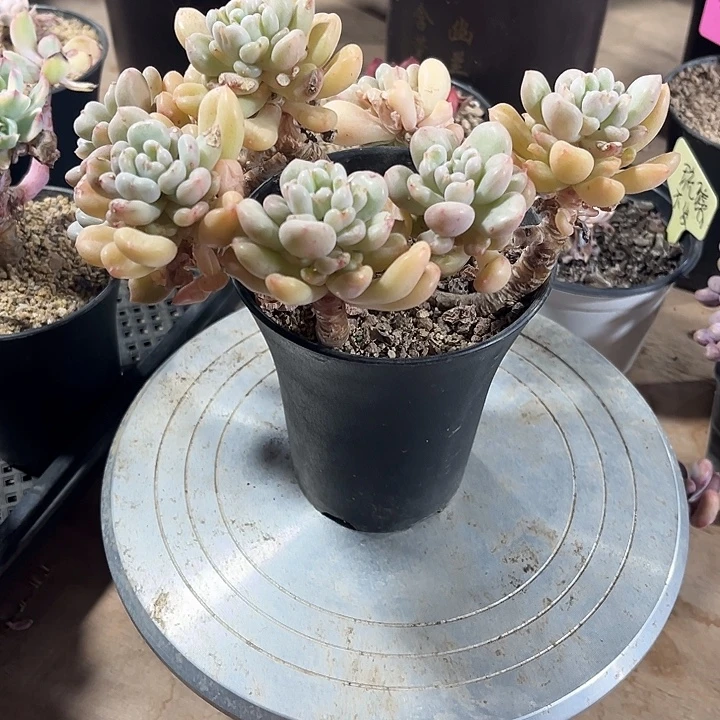 精品大比尔盖茨多肉植物