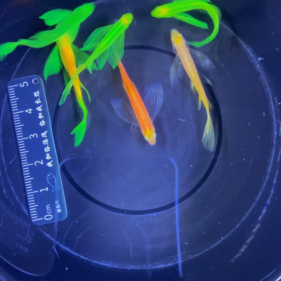 斑马鱼蝶翼斑马3.5-4厘米6条