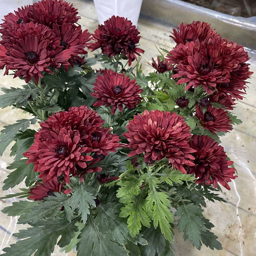 酒红黑美人-荷兰菊盆栽带花苞多年生花卉室内外阳台庭院四季开花