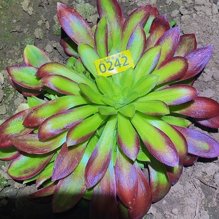 0242韶华菊多肉植物