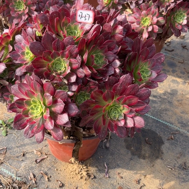 17-37安娜多肉植物