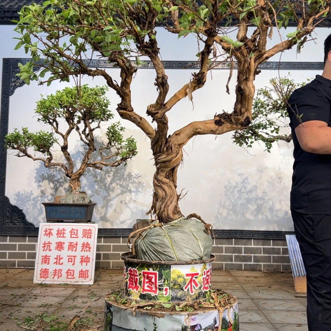 完全开放金银花666999558885