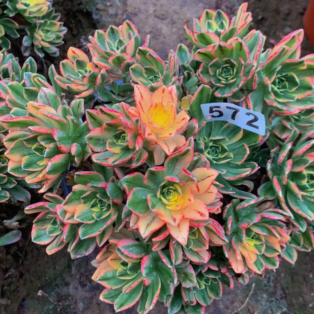 【闪购商品】572甜茶多肉