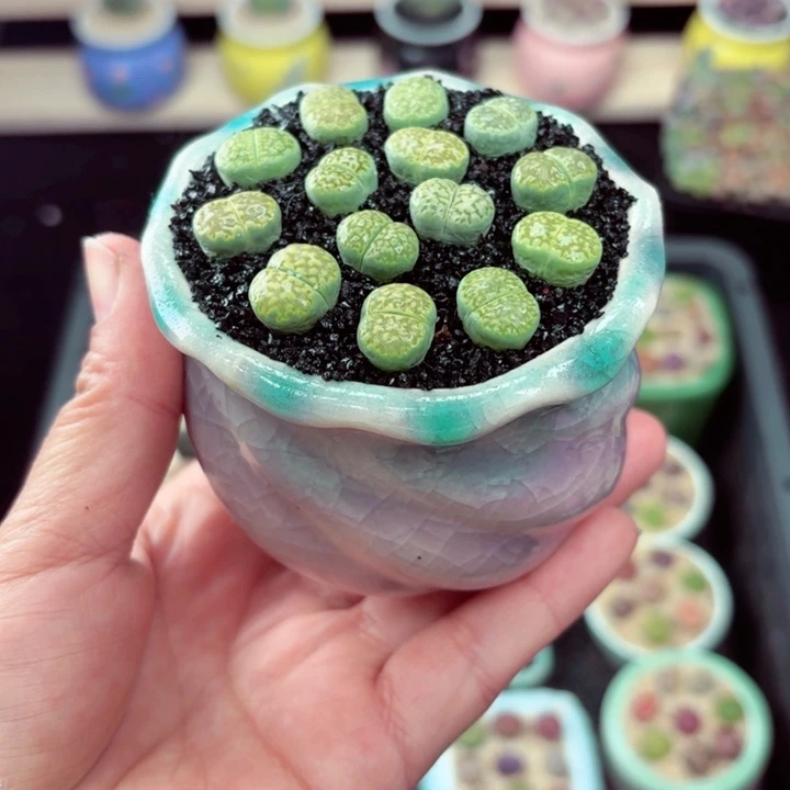 937零下地区记得拍保温箱