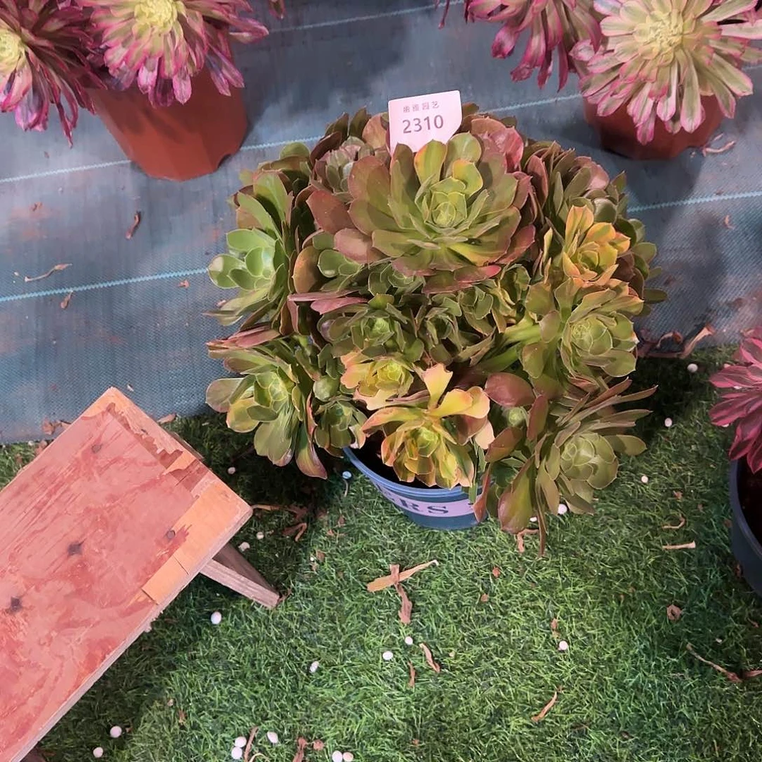 多肉植物七彩2310