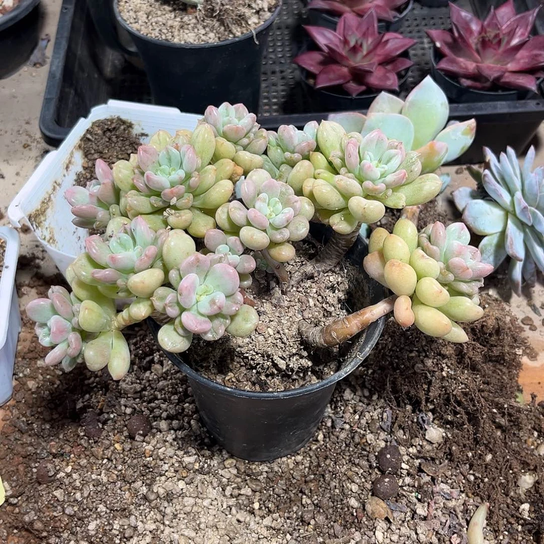 大比尔盖茨多肉植物