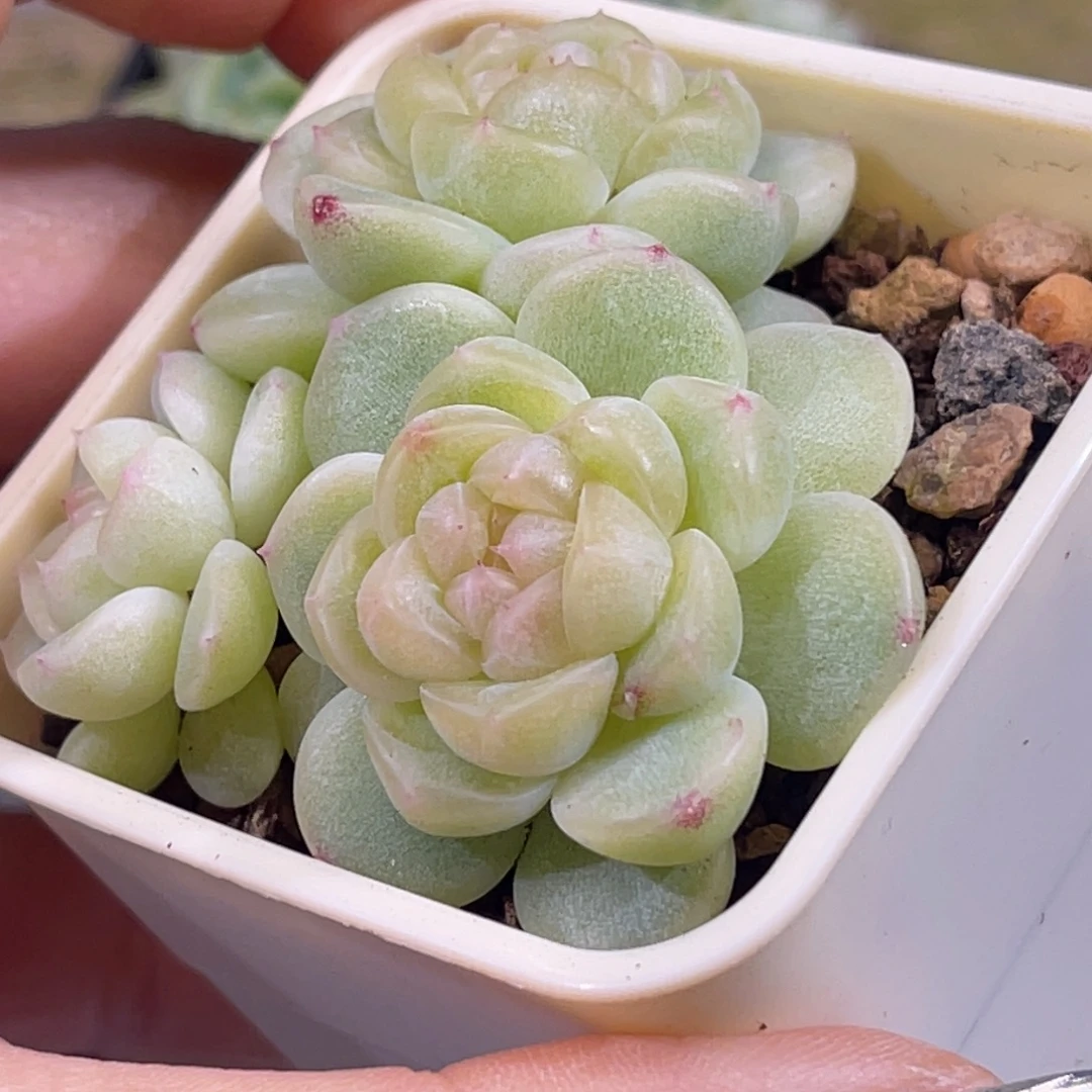 财富密码 现金 三头