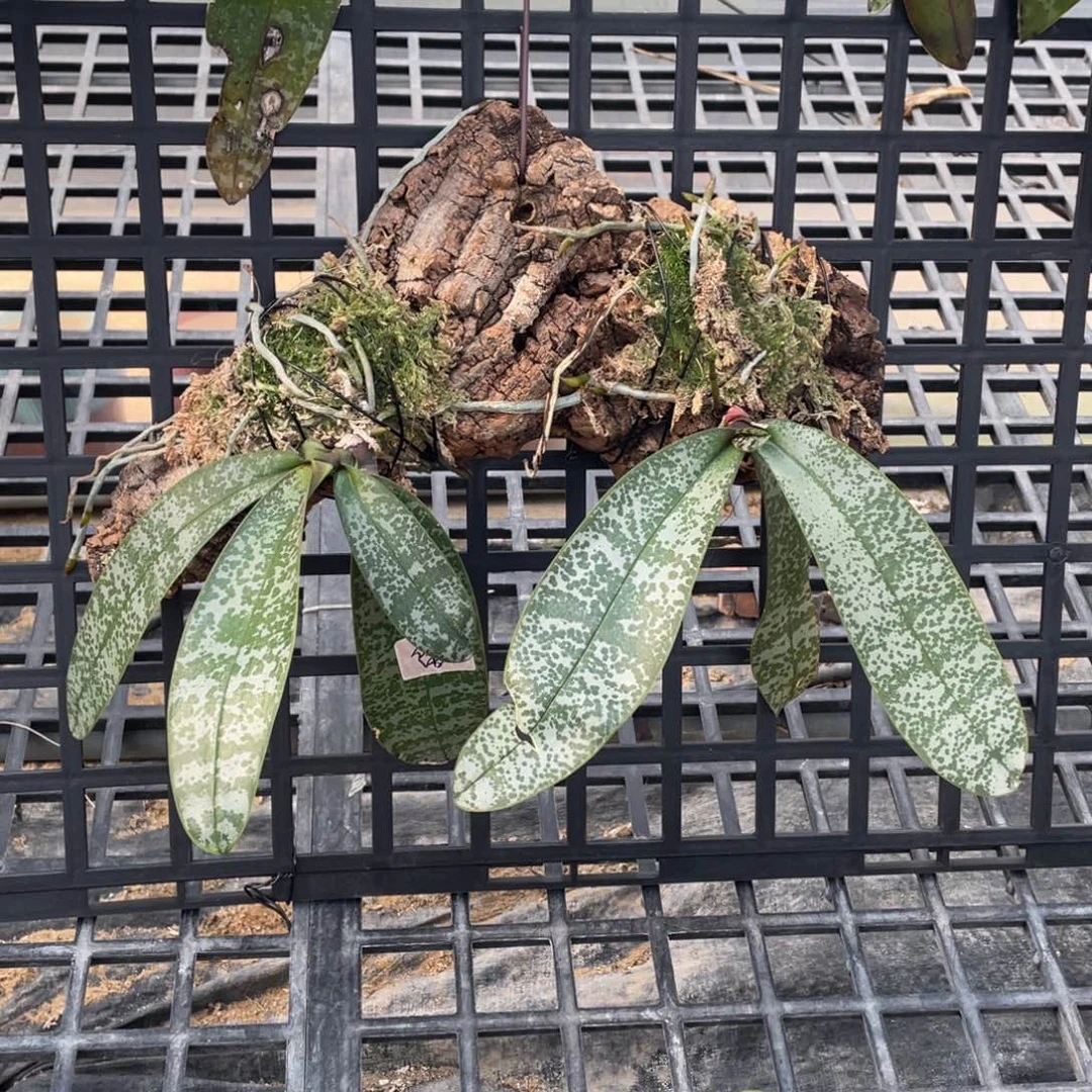 当前无花栽培后可以开花山採史2颗