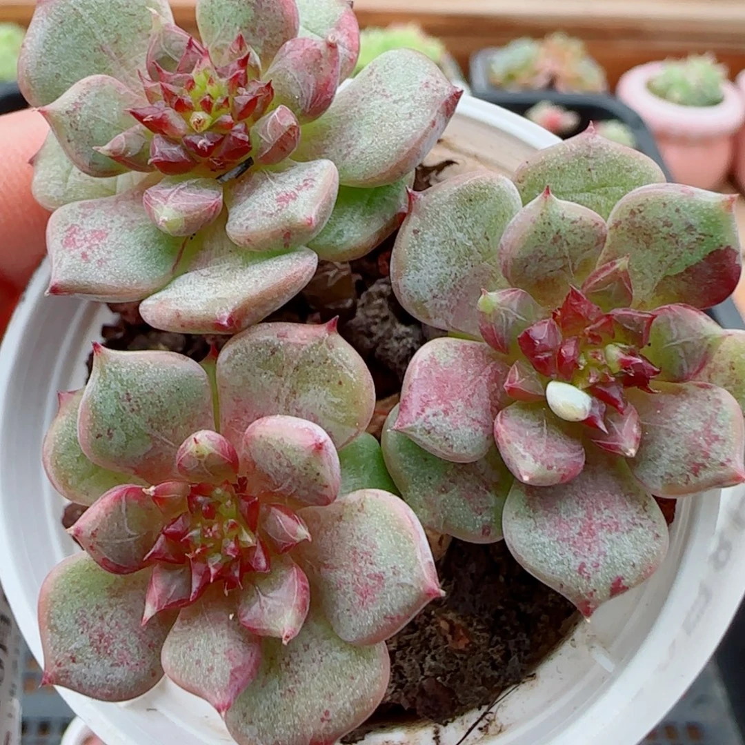 花语逸镜1008-357溏心