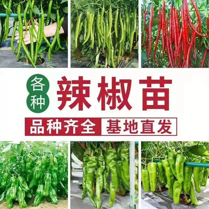 四季辣椒种子苗秧五彩椒朝天椒菜苗小米辣盆栽线椒秧苗籽种籽大全