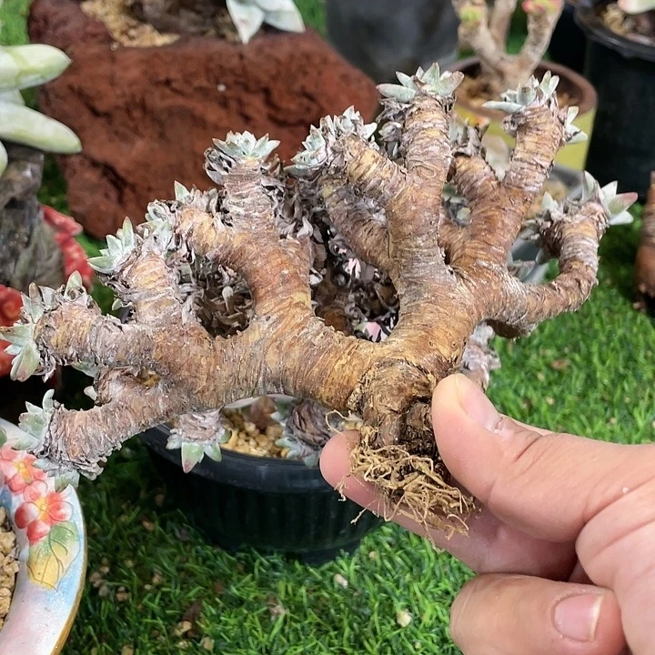 格诺玛粗桩福利粗桩