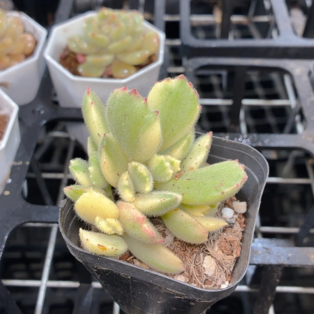 白熊多肉9.9包邮发货