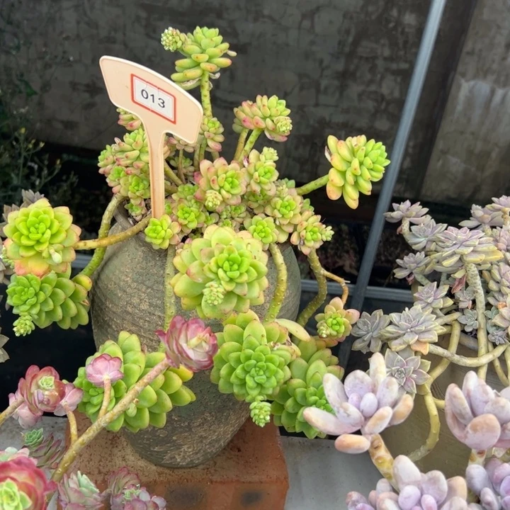 ?*香格里拉多肉植物013