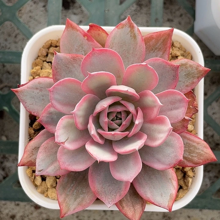 劳伦斯锦 锦龙一物一拍