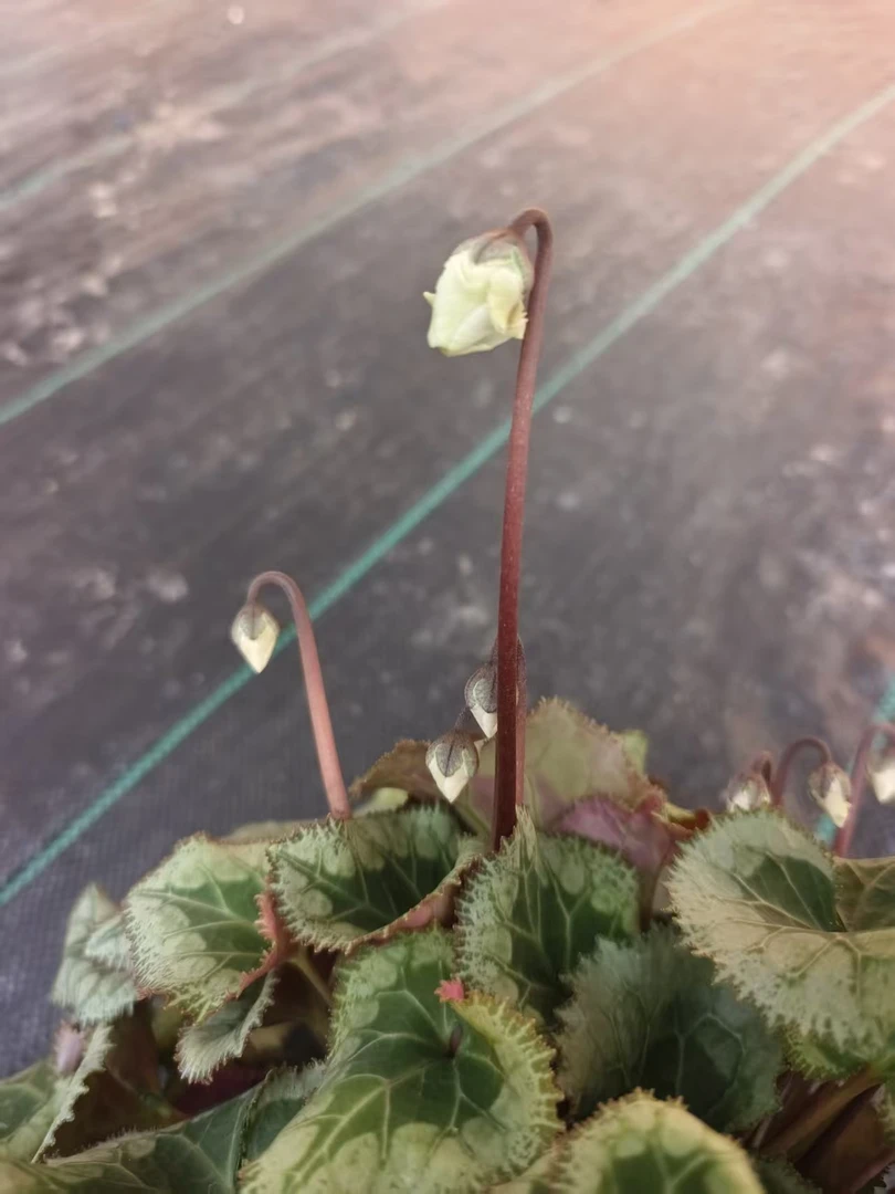 绿色花苞子    仙客来一物一拍