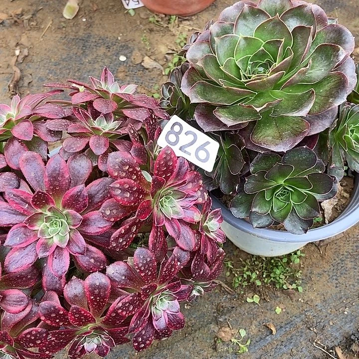 荷兰玫瑰锦 美金玫瑰826多肉不包断