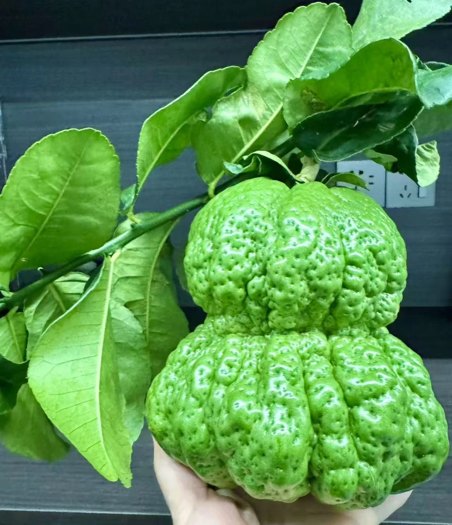 云南香橼基地现采现发插花花材长花期摆件观赏闻香