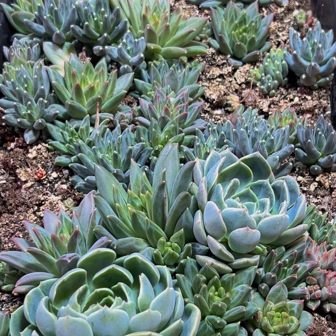 一***中566的最后一个月了我还在