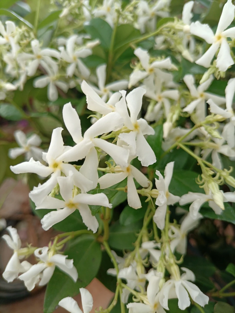 风车茉莉 浓香型带花苞大苗爬藤浓香百花美观好养
