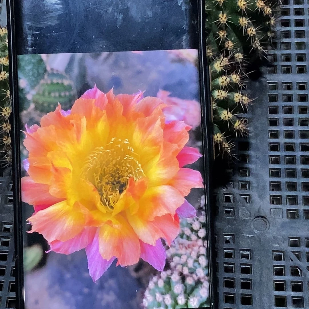 彩 瀏金杯侧芽歪20包邮/5公分