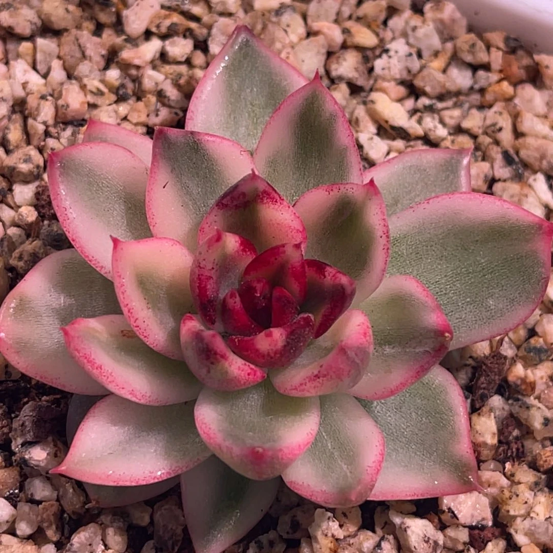 尚品特价黑水晶女王锦