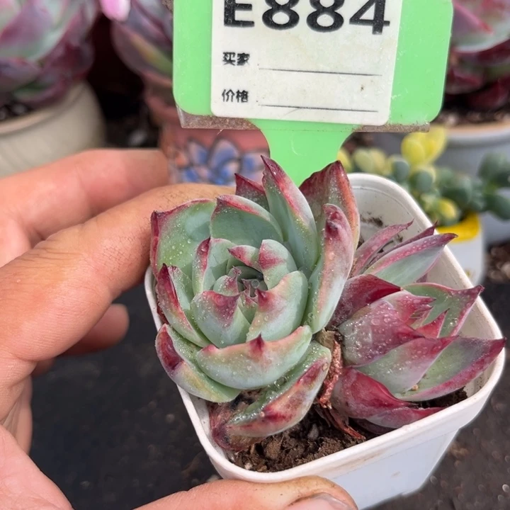 惊鸿一瞥多肉植物884