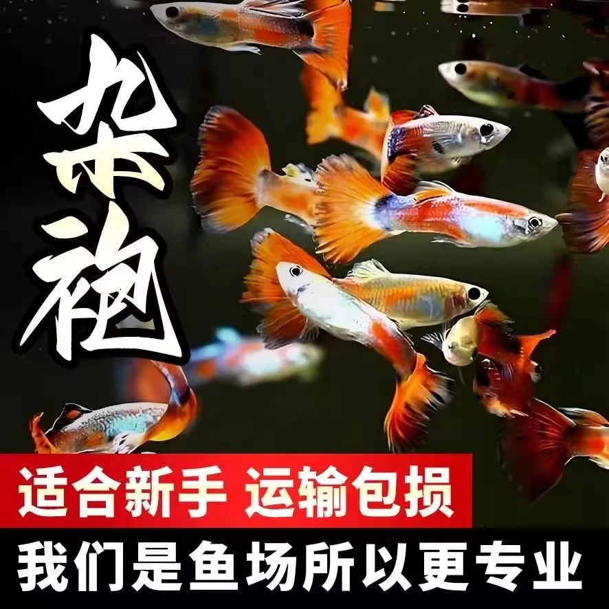 【可可】孔雀鱼小型热带淡水鱼混养活体好养耐活公母杂袍凤尾观赏鱼