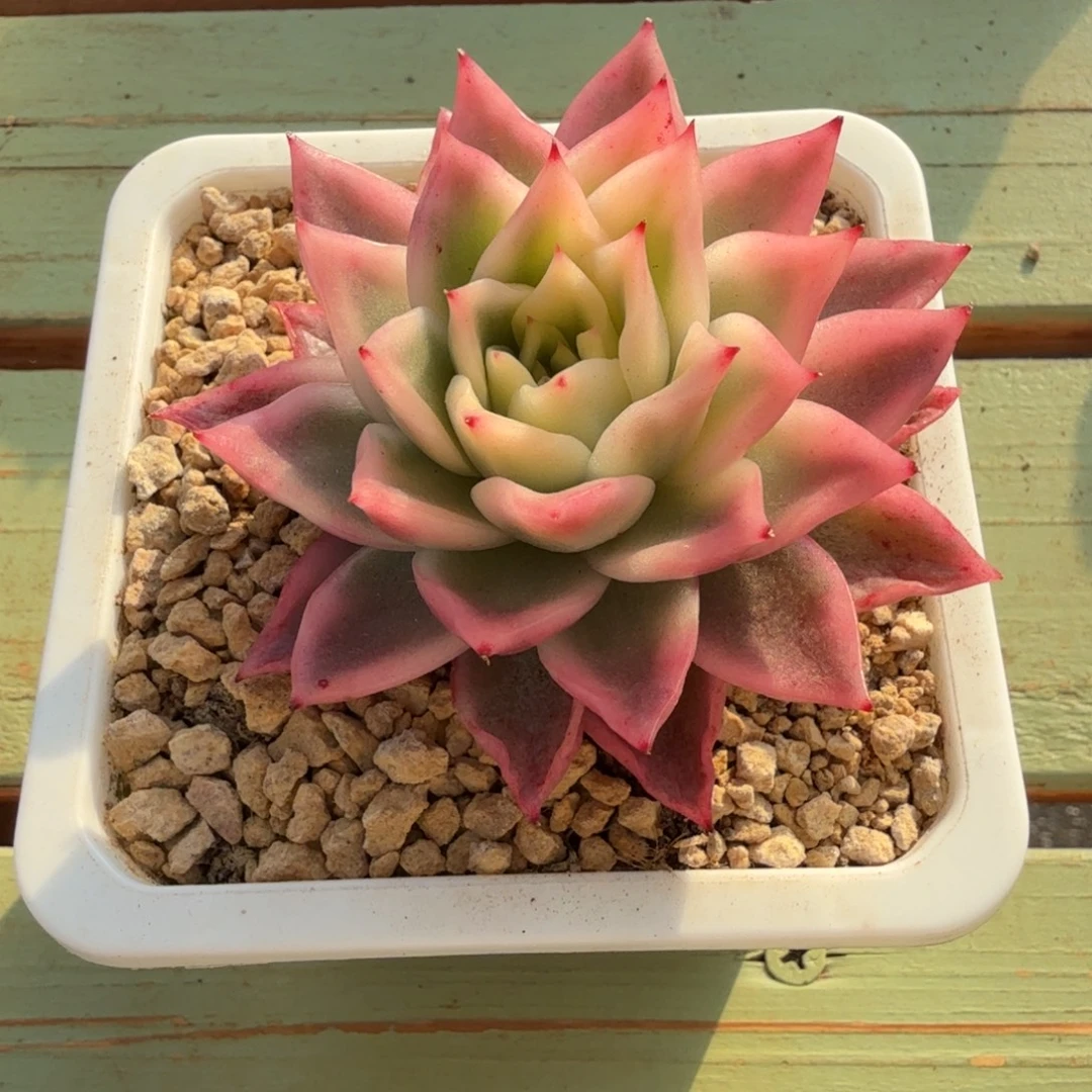 金蝉锦锦上园艺一物一拍