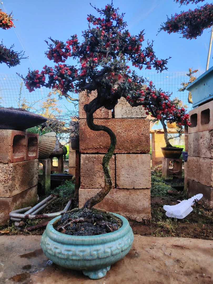 老鸦柿耐旱好养盆景