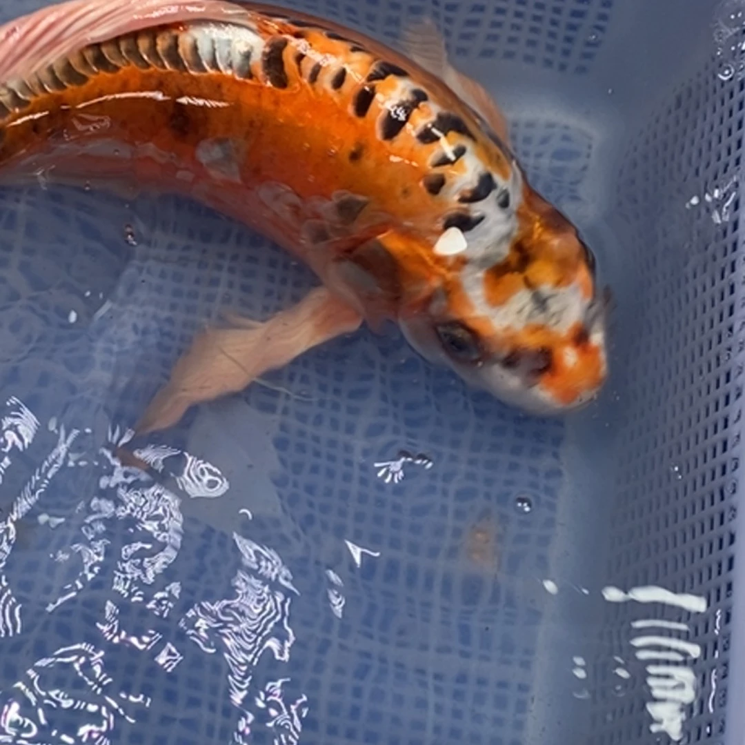 锦鲤锦鲤（无开箱视频不售后）