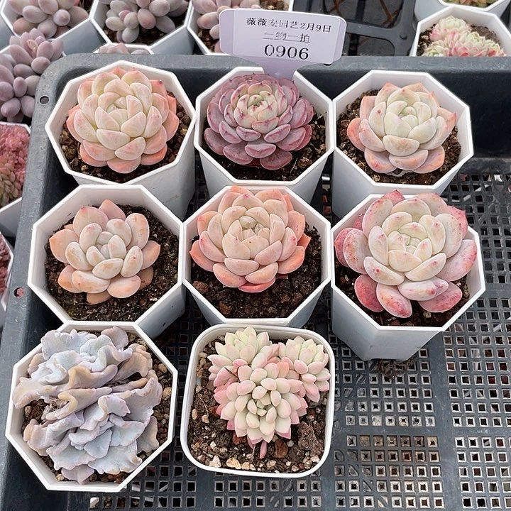 薇薇安园艺多肉0906