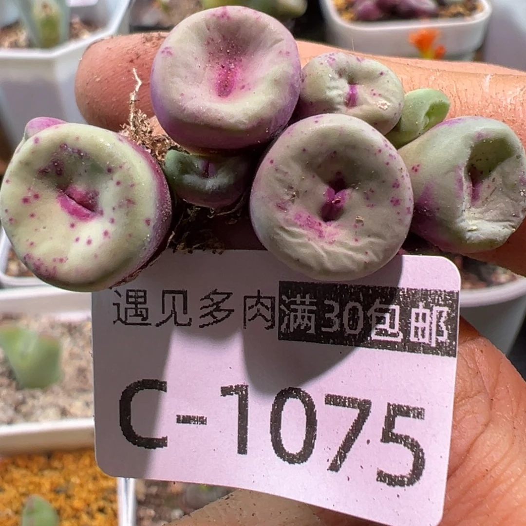 高***哥多肉植物11111111111111111