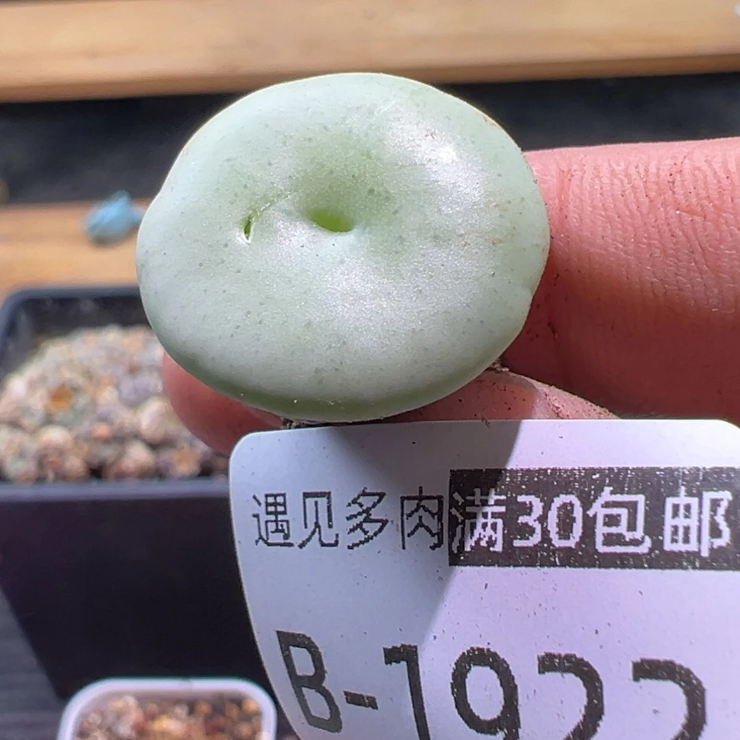 多肉植物111111111111