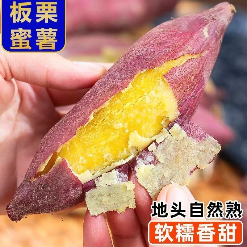 正宗沙地板栗红薯蜜薯地瓜新鲜现挖农家种植干面粉糯薯香四溢