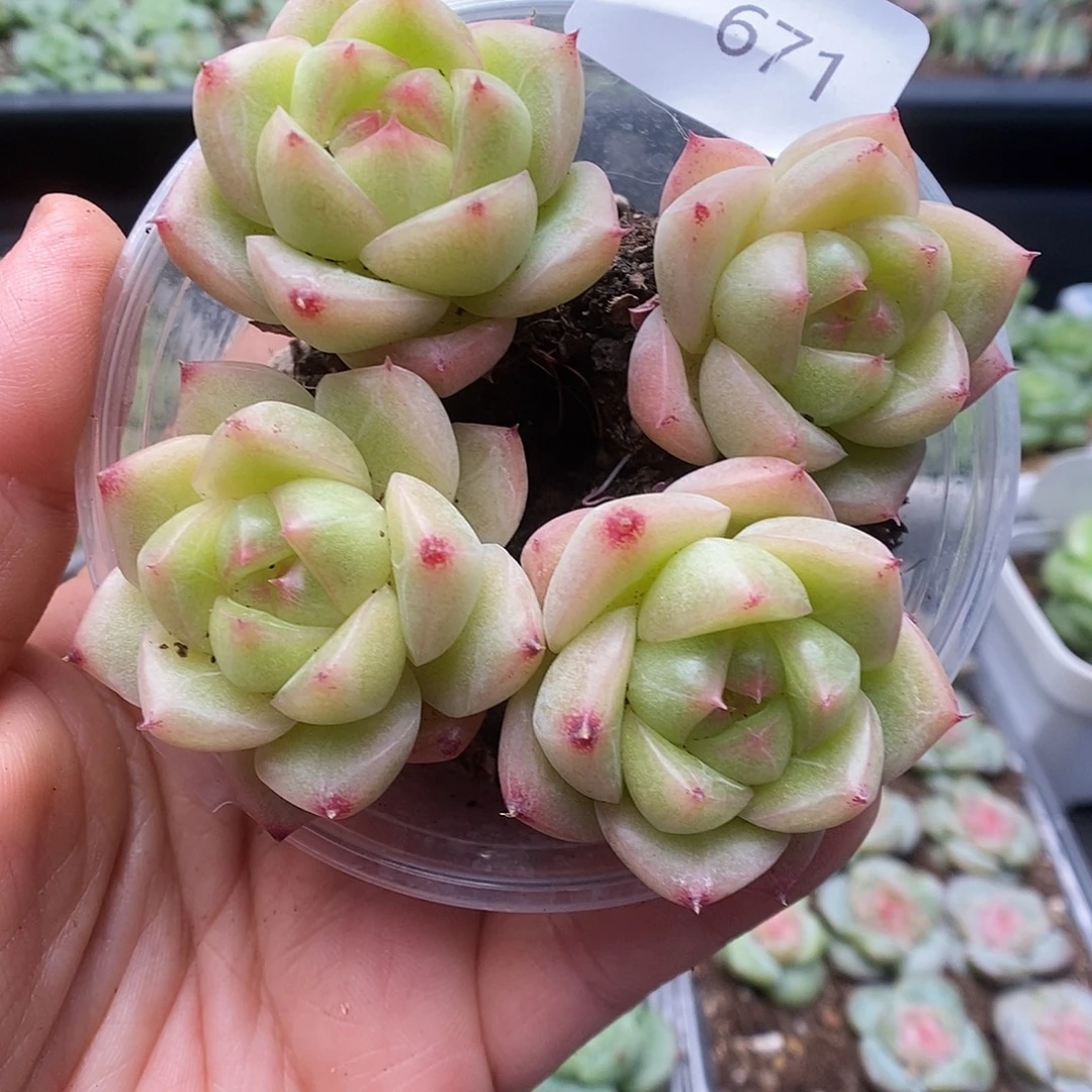 一物一拍一物一拍913-671