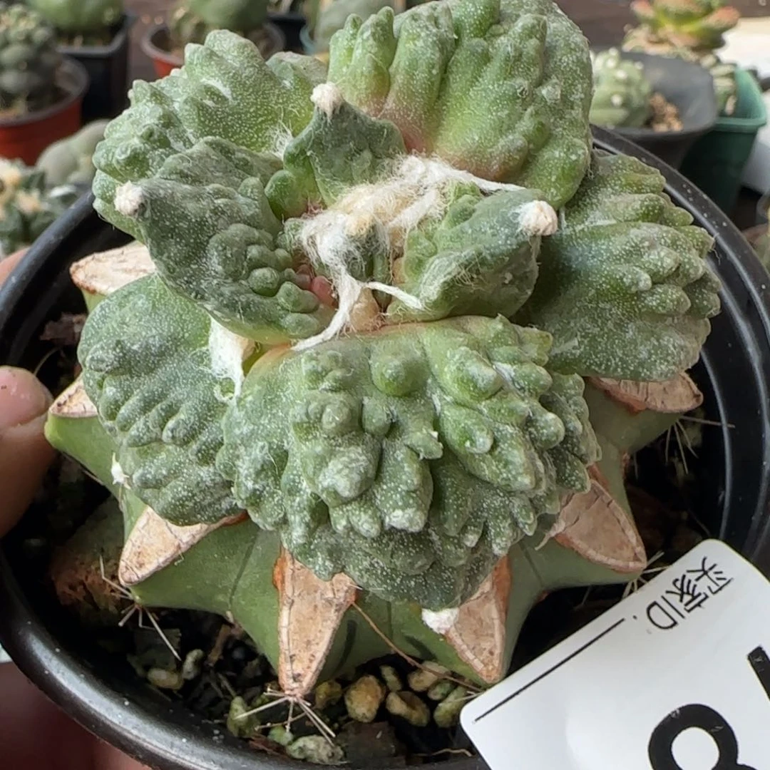 【闪购商品】福利满叶怒784