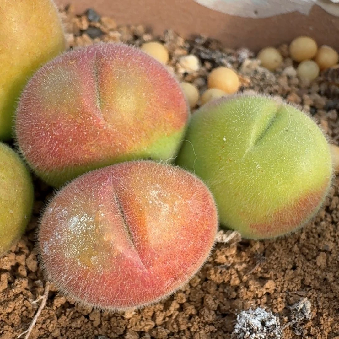 88三头长毛翠滴脱土发货