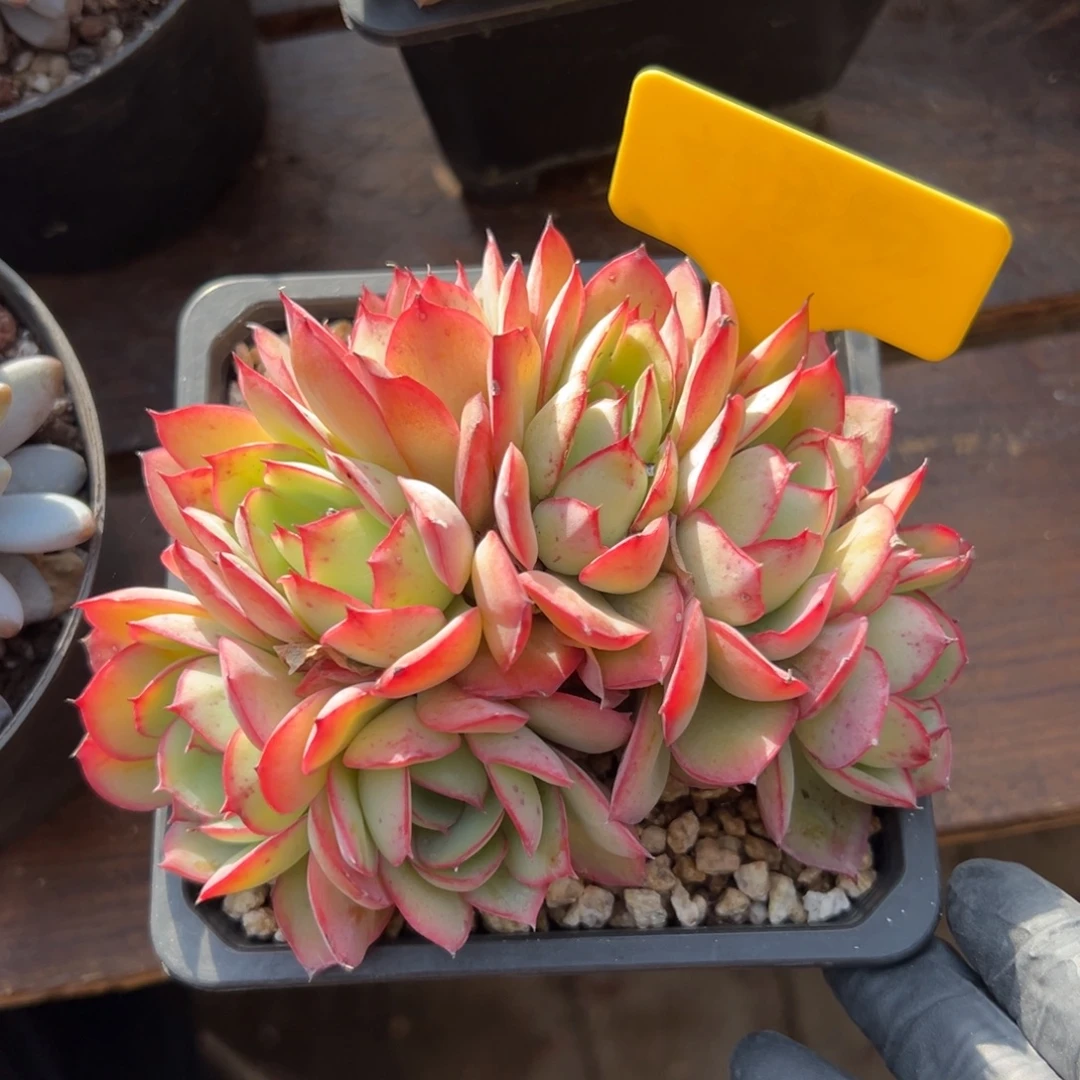 牡丹亭特价1111111111111111