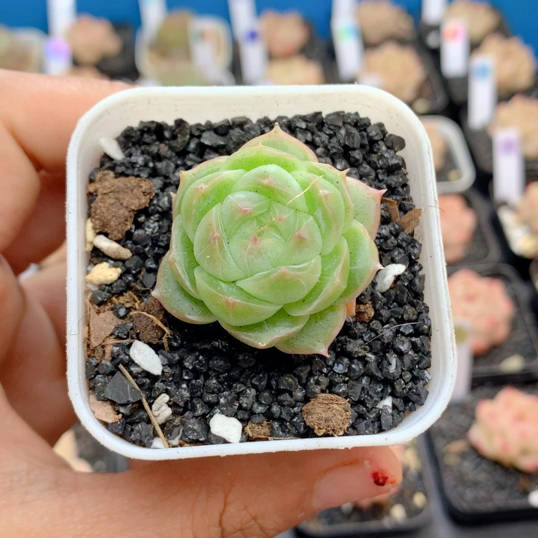 58包邮 群生不包整20