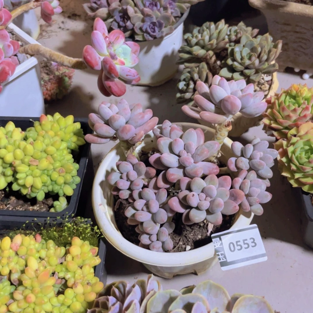 粉色恋人多肉植物0553