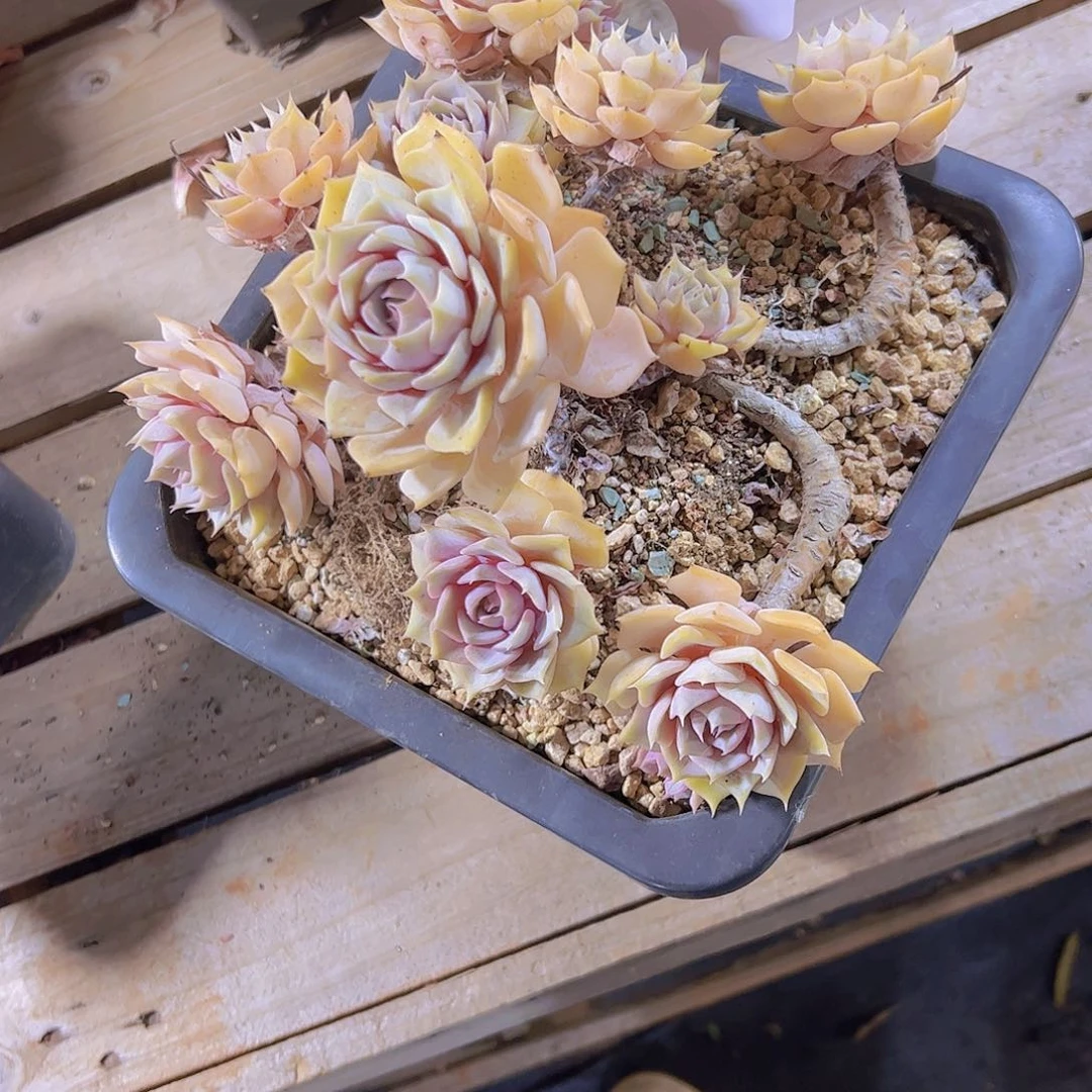 萱*2855紫碟58。。