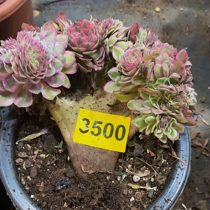 多肉植物福利3500
