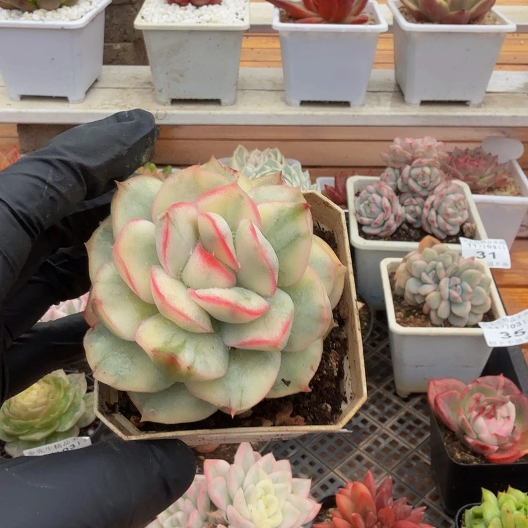 1103-38草莓蛋糕锦