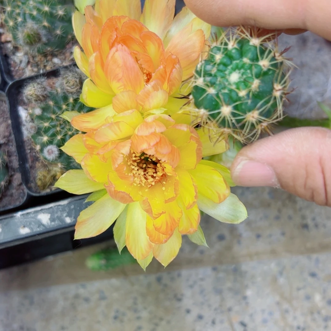 下26丽花100 歪无根侧芽3公分左右20包邮