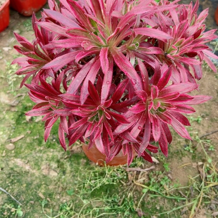 915凤凰锦多肉植物