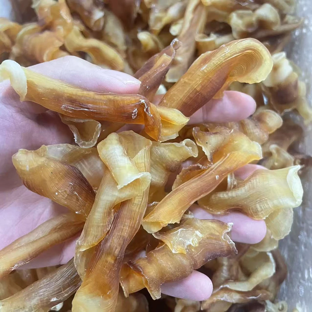 凤尾胶！老凤尾花胶！