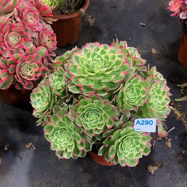 梦****3多肉水蜜桃290