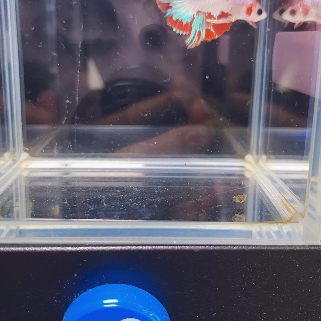 海水宙斯斗鱼竞拍09-14