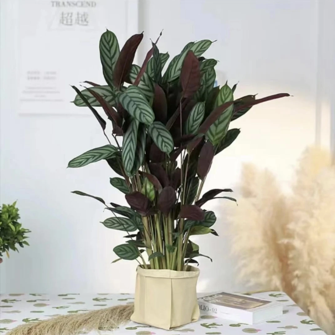 【飞羽竹芋 】原盆原土进口竹芋好养绿植不含盆器